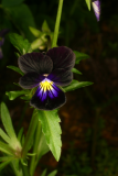 Viola tricolor 'Black Magic' RCP6-06 131.jpg